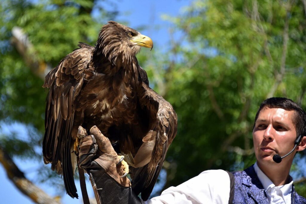 sortie-decole-a-la-decouverte-des-rapaces