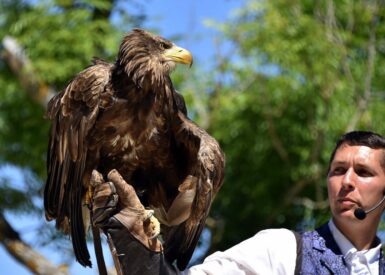 sortie-decole-a-la-decouverte-des-rapaces